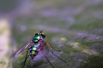 Long legged fly closeup in the garden 