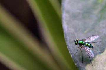 Long legged fly closeup in the garden 