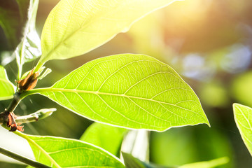 green leaves plant leaf on the green tree sunlight backgrounds