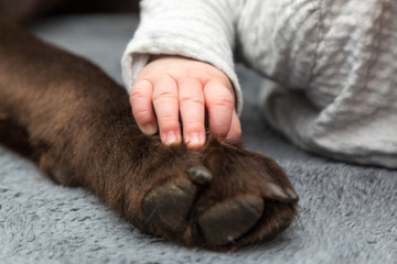 baby hand with labrador paw