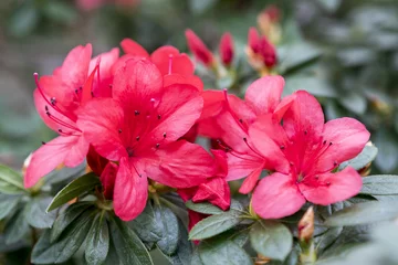 Foto op Plexiglas Azalea Helder rode azalea bloemen close-up.