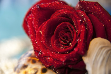Red rose with droplets of water, sea shells on a blue background. Background for greetings