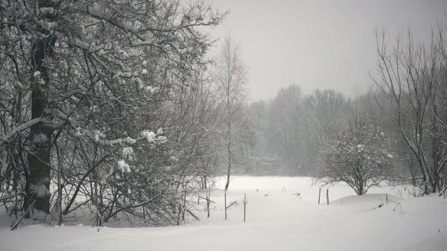 winter forest, trees in the snow, light snow falls