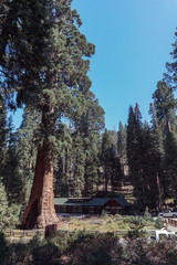 Lodgepole Visitor Center and Village in Sequoia National Park in USA California. Trees with a red bark in park © Ayrat A.