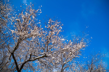Snow-covered winter tree branches against the blue sky