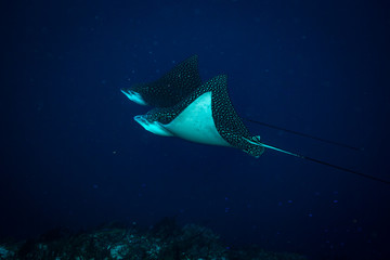 Spotted eagle ray on coral reef of the island Cozumel