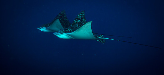 Spotted eagle ray on coral reef of the island Cozumel