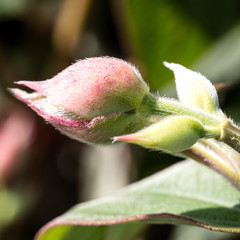 closeup of flower bud for natural details over garden background