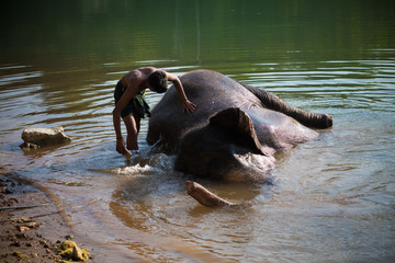 Elephant bathing in lake