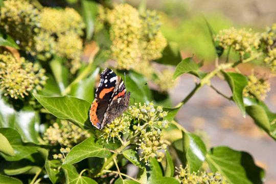 butterfly admiral