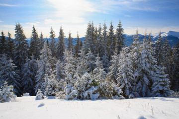 Winter in the Carpathian Mountains