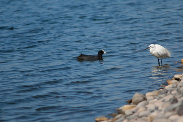 Little egret (Egretta garzetta) and Eurasian coot (Fulica atra). El Fraile lagoon. Arona. Tenerife. Canary Islands. Spain.