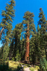 Tall trees in Sequoia National Park in USA California. Trees with a red bark in park
