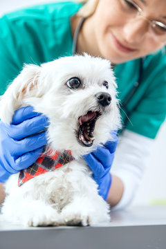 The dog yawns during the examination of the teeth