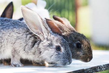 Two fluffy gray rabbits, close-up, shallow depth of field, selective focus. Easter bunny concept