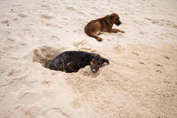 Obraz premium Dogs sleep on the sand happily.