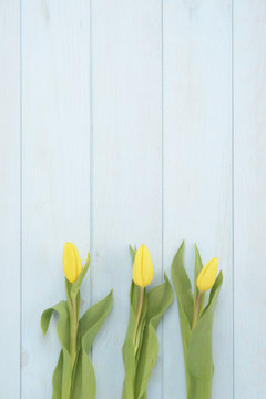 Tulipanes de color amarillo sobre fondo de madera azul