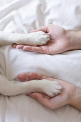 woman hands touching her dog paws on white sheet on bed. Morning, love for animals concept. Home,...