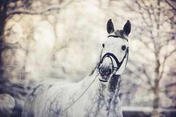 Portrait of a gray sports horse