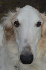 Fototapeta na wymiar Closeup of a Borzoi dog's face in direct front view