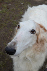Fototapeta na wymiar Closeup of a Borzoi dog's face in direct front view