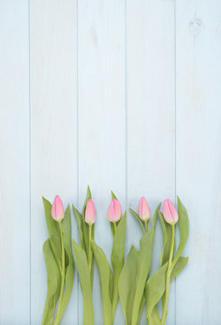 Tulipanes de color rosa sobre fondo de madera azul
