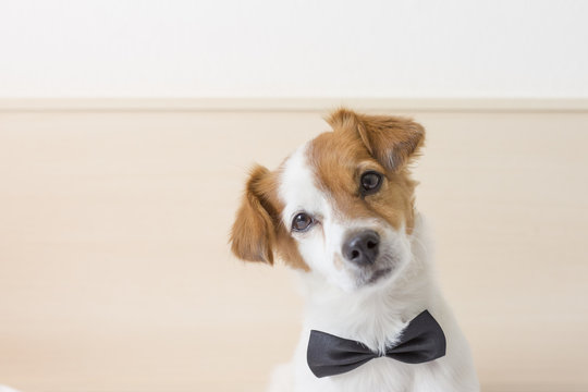 cute young small white dog wearing a black bowtie. Sitting on bed and looking at the camera.Home and lifestyle, Pets indoors