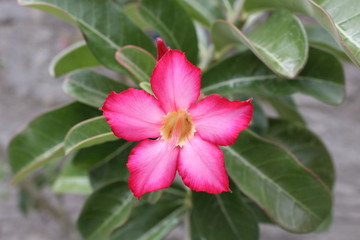 Obraz premium Flor do Deserto