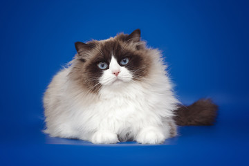 Fluffy beautiful white cat ragdoll, posing lying on studio blue background.