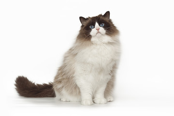 Fluffy beautiful white cat ragdoll with blue eyes posing while sitting on studio white background.