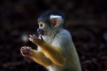 Fototapeta premium Squirrel Monkeys