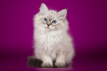 Fluffy beautiful white kitten of Neva Masquerade with blue eyes, three months old, posing sitting on purple background.