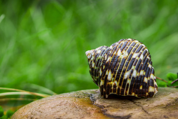 a beautiful spotted snail shell lies on a stone. background of the green grass is blurred