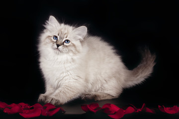 Fluffy beautiful white kitten of Neva Masquerade with blue eyes, three months old, posing sitting...