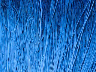 Background of dried grass stems, painted blue color. Texture of dry straw rods