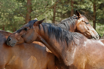 Fototapeta premium Две лошади