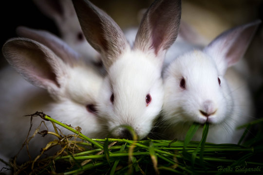 White rabbits eating grass