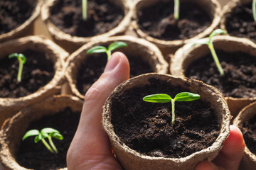Seedlings in peat pots. Spring planting of vegetable plants.
