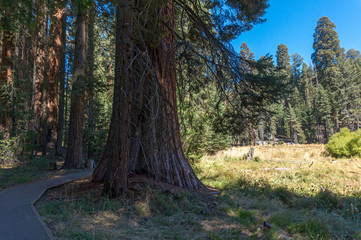 Tall trees in Sequoia National Park in USA California. Trees with a red bark in park - Powered by Adobe