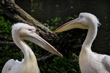 Zwei Pelikane