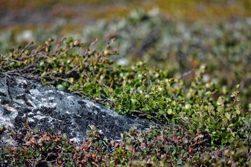 nature in Greenland Ilulissat