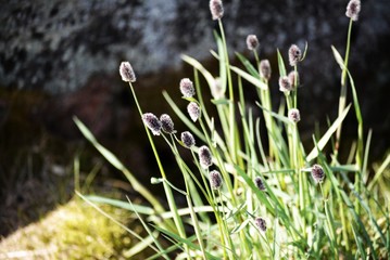 grass flowerin in Greenland Ilulissat Disko Bay