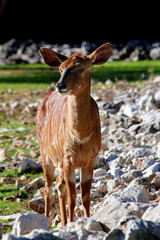 Sitatunga