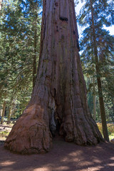 Fototapeta premium Tall trees in Sequoia National Park in USA California. Trees with a red bark in park
