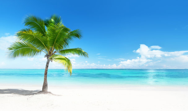 Fototapeta Palm na plaży