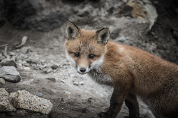 Young cute little foxe on a stony sea coast. Selective focus. Toned