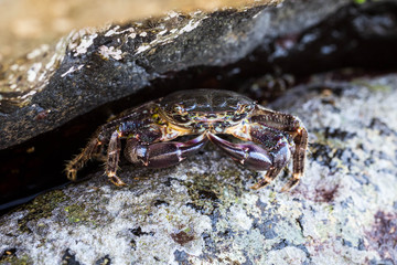 Crab, macro