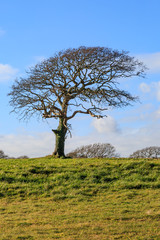 Fototapeta na wymiar A Tree in the Countryside