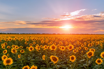 Obraz premium Summer landscape: beauty sunset over sunflowers field