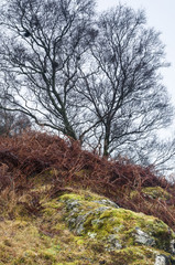 Rock Roots / A portrait image of trees and Rocks on Ardnamurch in Lochaber, Scotland. 25 December 2017.